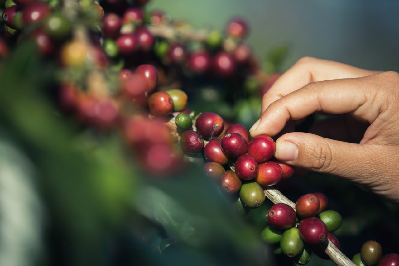 Hand Picking Coffee